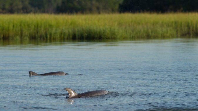 90-Minute Dolphin and Nature Tour of Hilton Head - Hilton Head dolphins in a short, doable morning or afternoon