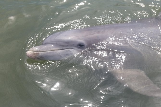 90-Minute Dolphin and Nature Tour of Hilton Head - Dolphin sightings: why small boats improve your odds