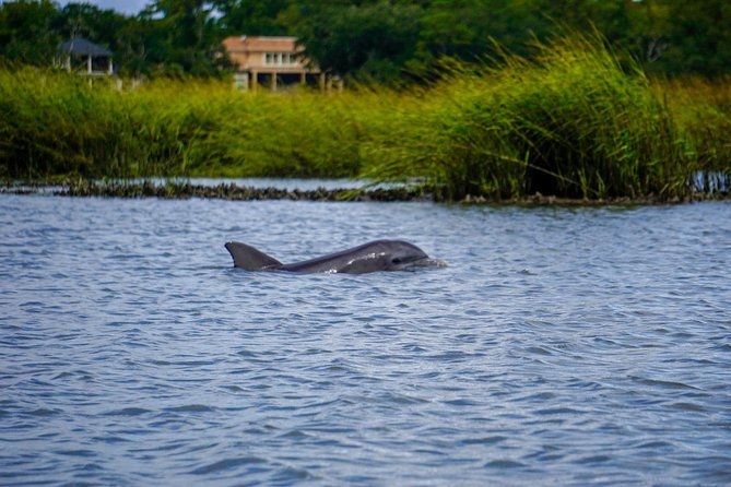 90-Minute Dolphin and Nature Tour of Hilton Head - Broad Creek estuary cruising: what your 90 minutes is really like