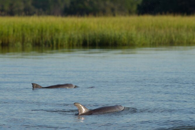 90 minute Hilton Head Sunset Dolphin Cruise - Key things I’d clock before you go