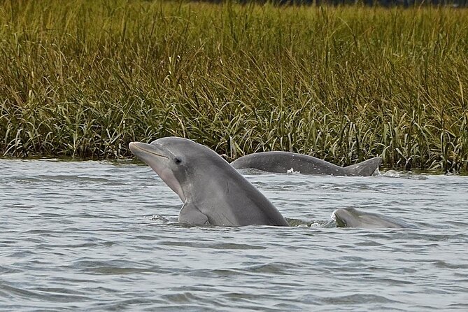 90 minute Hilton Head Sunset Dolphin Cruise - Boarding the boat: comfort, capacity, and what to expect on deck