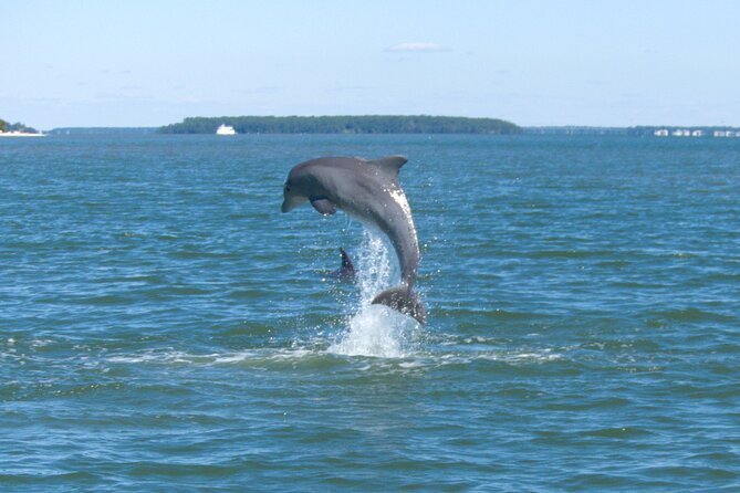 90-Minute Private Dolphin Tour in Hilton Head Island - Key Things That Make This Tour Worth Your Time