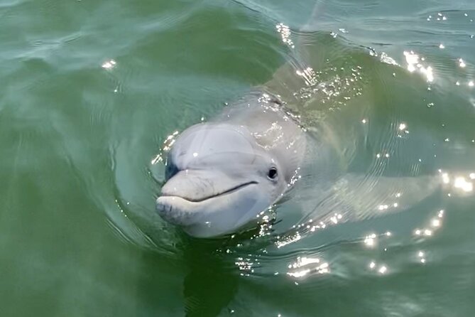 90-Minute Private Dolphin Tour in Hilton Head Island - A Private Dolphin Cruise That Feels Personal, Not Packed