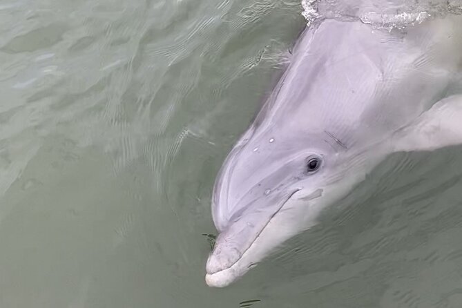 90-Minute Private Dolphin Tour in Hilton Head Island - The 90 Minutes on the Water: What It Feels Like