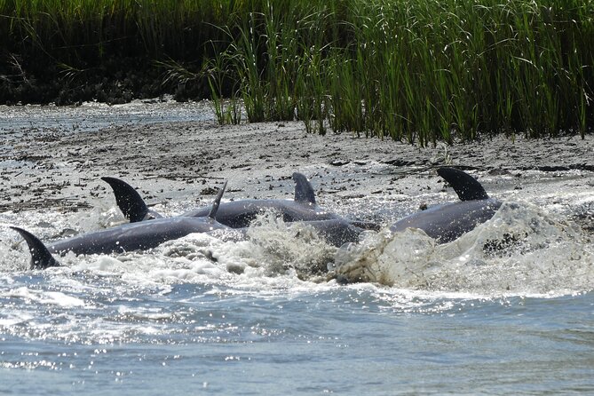 90-Minute Private Dolphin Tour in Hilton Head Island - Beyond Dolphins: Marsh Life, Tides, Oysters, and Shell Island Moments
