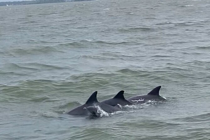 90-Minute Private Dolphin Tour in Hilton Head Island - The Hydrophone Moment: Hearing Dolphins, Not Just Seeing Them