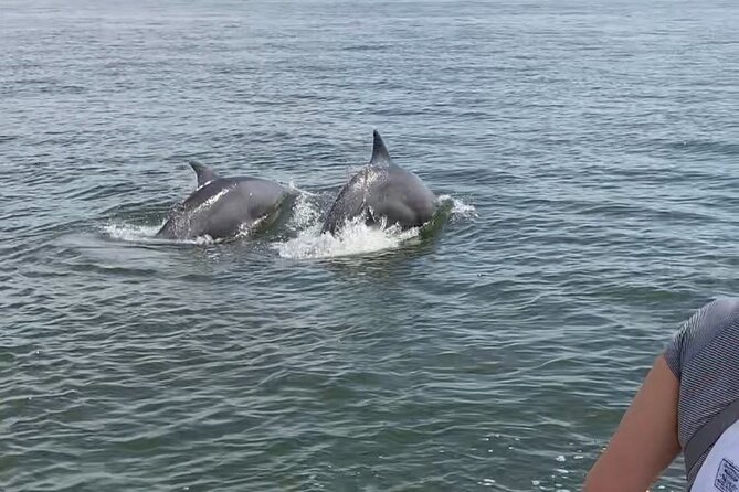 90-Minute Private Dolphin Tour in Hilton Head Island - Price and Value: Is $279 a Fair Deal?