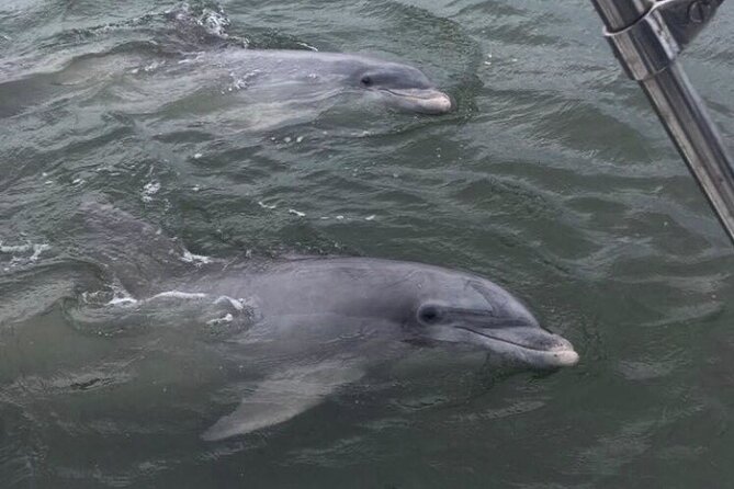 90-Minute Private Dolphin Tour in Hilton Head Island - When to Book: Timing Matters for Wildlife Tours