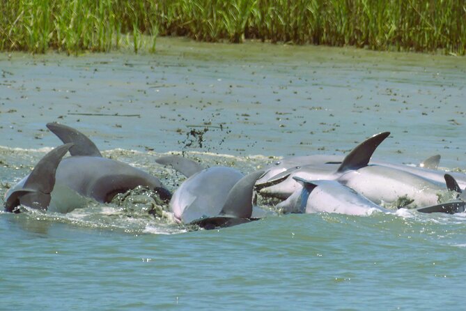 90-Minute Private Dolphin Tour in Hilton Head Island - Captain Mark and the Lowcountry Master Naturalist: Two Guides, One Story