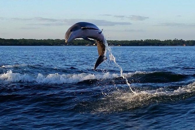 Alabama Gulf Coast Dolphin Cruise - How Family-Friendly Really Feels on the Water