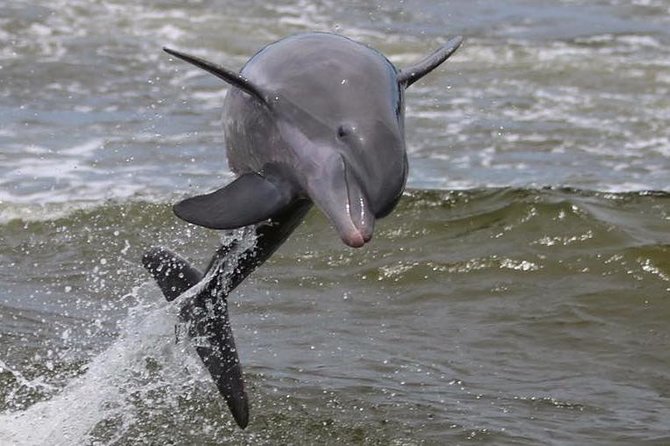 Alabama Gulf Coast Dolphin Cruise - Weather, What to Wear, and Avoiding the Most Common Friction