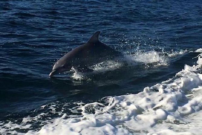 Alabama Gulf Coast Dolphin Cruise - Dolphins, Crabs, and the Real Wildlife Moment