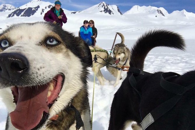 Alaska Helicopter and Glacier Dogsled Tour - ANCHORAGE AREA - Why this helicopter plus dogsled combo feels so different