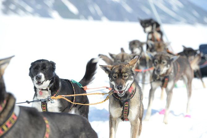 Alaska Helicopter and Glacier Dogsled Tour - ANCHORAGE AREA - Mushing for real: stand on the runners or ride along
