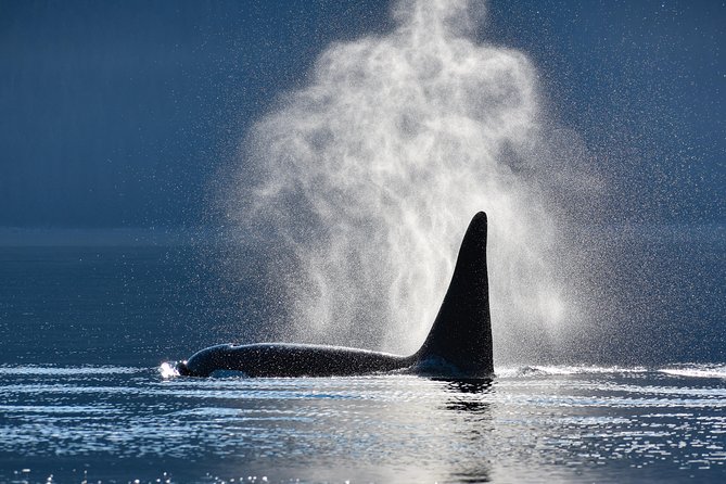 Alaska Whale Watching Cruise w/ 3 HOURS on the water - Key things I’d pin to the top
