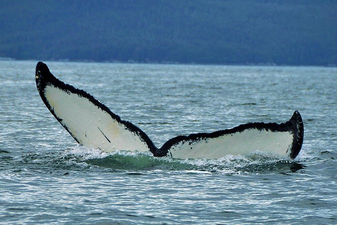 Alaska Whale Watching Cruise w/ 3 HOURS on the water - From your cruise dock to Auke Bay, the easy way