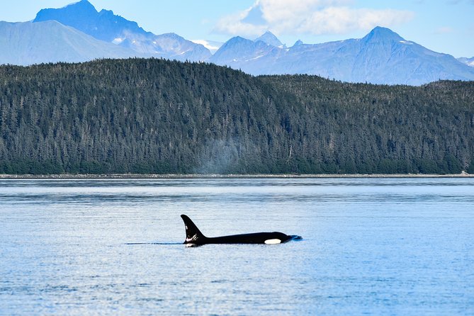 Alaska Whale Watching Cruise w/ 3 HOURS on the water - Mendenhall Glacier from the water, when conditions cooperate