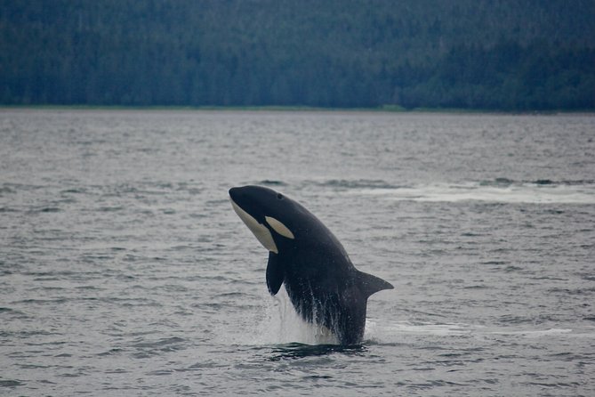 Alaska Whale Watching Cruise w/ 3 HOURS on the water - The crew’s impact: spotting, guiding, and sharing photos