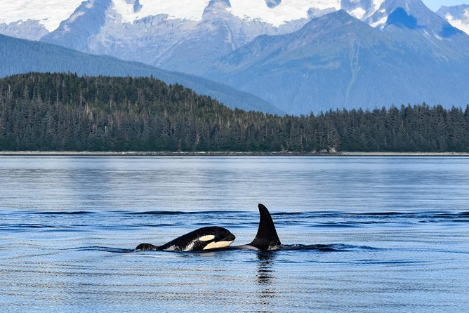 Alaska Whale Watching Cruise w/ 3 HOURS on the water - Wildlife you might see beyond whales