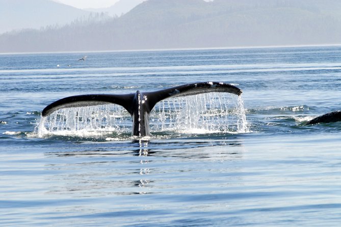 Alaska Whale Watching Cruise w/ 3 HOURS on the water - Price and value: is $159 worth it?