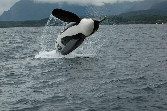 Alaska Whale Watching Cruise w/ 3 HOURS on the water - Who this tour suits best
