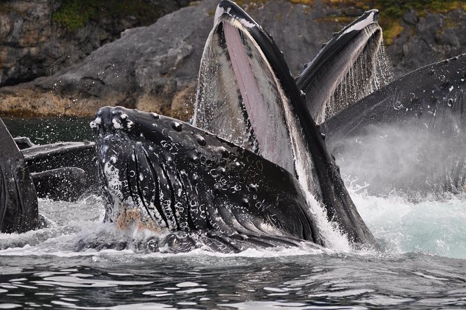 Alaska Whale Watching Cruise w/ 3 HOURS on the water - What happens during the “3 hours on the water”