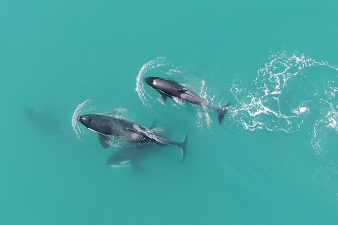 Alaska Whale Watching with bonus Drone viewing of Whales - The small-boat feel: how this 14 passenger setup changes whale watching