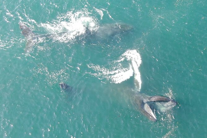 Alaska Whale Watching with bonus Drone viewing of Whales - The drone bonus: seeing whales from above without losing the moment