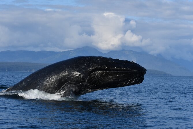 Alaska Whale Watching with bonus Drone viewing of Whales - Wildlife you’ll scan for in Icy Strait, with real-world expectations