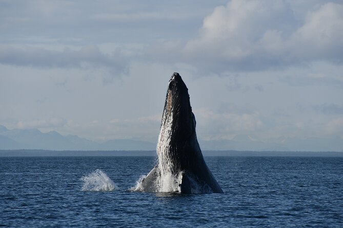 Alaska Whale Watching with bonus Drone viewing of Whales - Packing and comfort: snacks included, but dress like Alaska