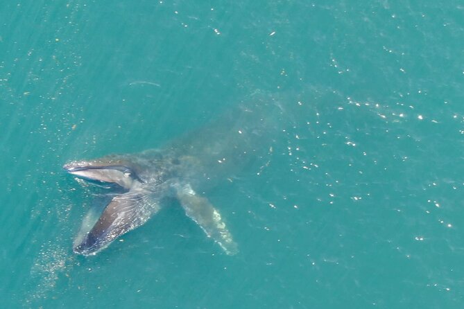 Alaska Whale Watching with bonus Drone viewing of Whales - Price and value: what $249 really buys at Icy Strait Point