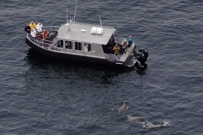 Alaska Whale Watching with bonus Drone viewing of Whales - Captain Josh spotting: the hunt strategy behind the 100% humpback claim