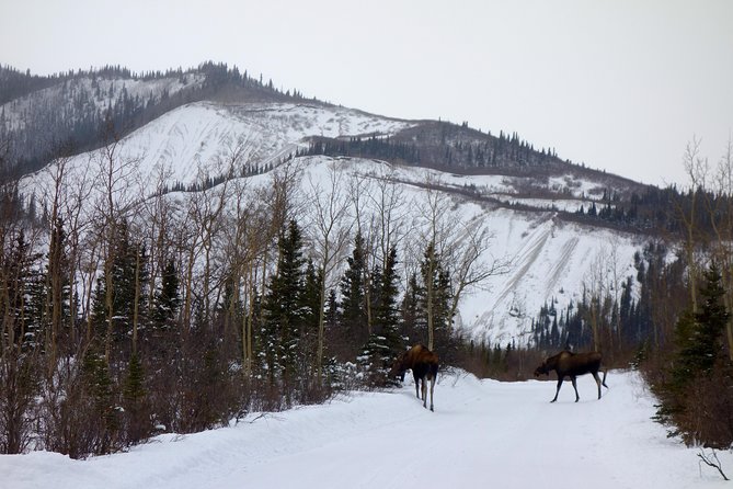 Alaskan Back Country Side by Side ATV Adventure with Meal - Black Diamond Peak: The Big Photo Stop and Healy Valley View