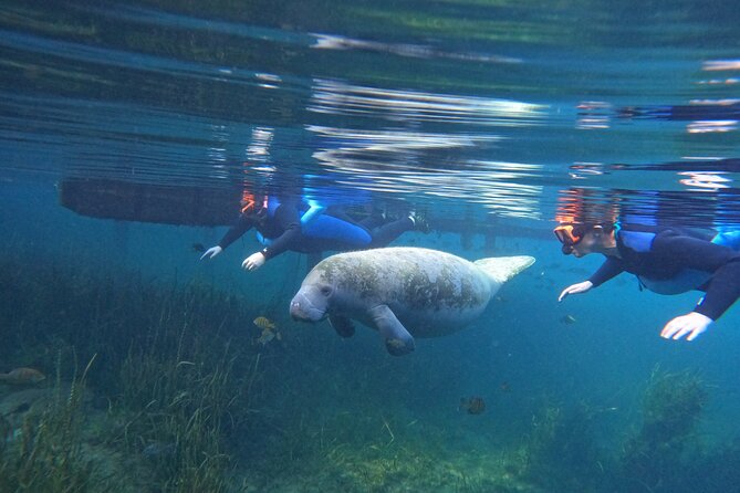 All-Inclusive Small Group Manatee Swim with Free Photos - Key things to know before you book