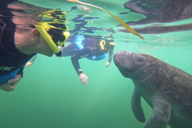 All-Inclusive Small Group Manatee Swim with Free Photos - The swim: what actually happens once you spot manatees