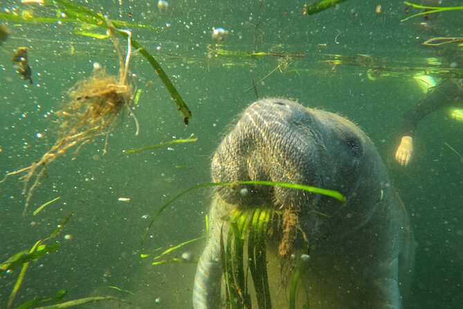 All-Inclusive Small Group Manatee Swim with Free Photos - Cold-day reality: hot chocolate, wetsuits, and towels you forgot