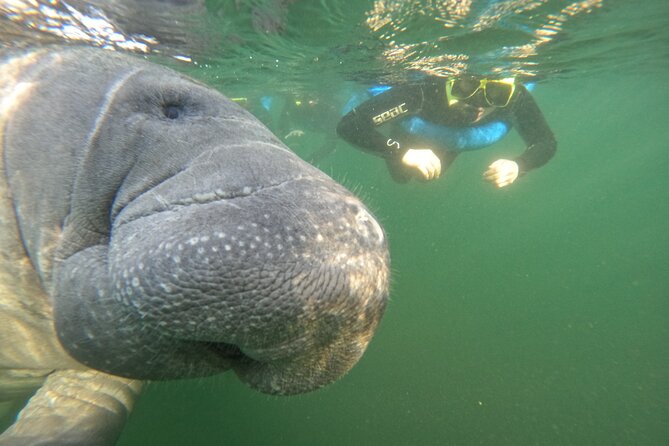 All-Inclusive Small Group Manatee Swim with Free Photos - Guide and captain teamwork: why the experience feels so well run
