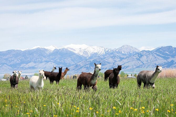 Alpaca and Llama Farm Tour - Key highlights before you go