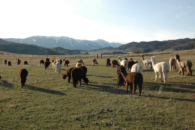 Alpaca and Llama Farm Tour - What You Actually Do on the Alpaca and Llama Farm Tour in Bozeman
