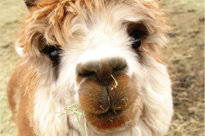 Alpaca and Llama Farm Tour - Extra Farm Life You Might See, Seasonal Horses, Wildlife, and Photo Stops