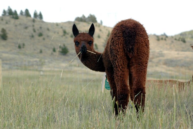 Alpaca and Llama Farm Tour - Timing, Group Size, and Rain-Ride Reality