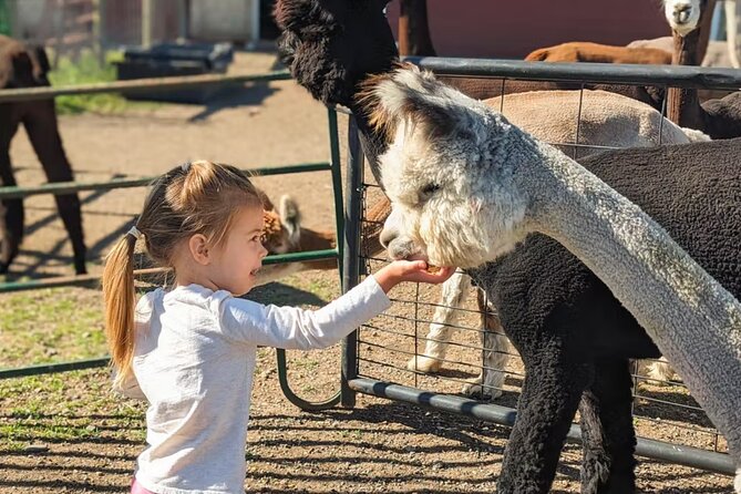 Alpaca and Llama Farm Tour - Price and Value, Free Admission Plus a Real Farm Feeling