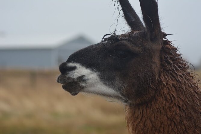 Alpaca and Llama Farm Tour - Should You Book This Bozeman Alpaca and Llama Tour?