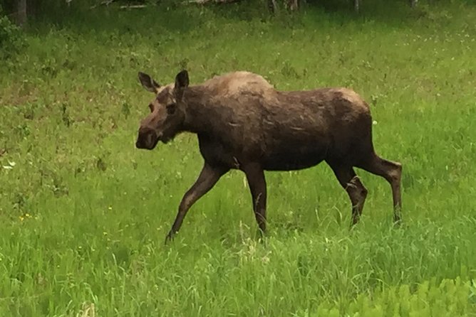 Anchorage City Tour w/ Taste of Wild Smoked Salmon & Reindeer Sausage - Earthquake Park and the Good Friday earthquake story