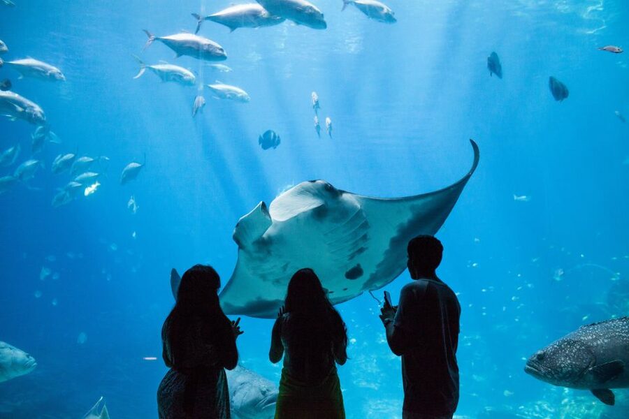 Atlanta CityPASS®: Save up to 49% at 5 Top Attractions - Georgia Aquarium: expedited entry plus animal presentations