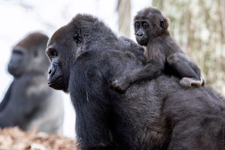 Atlanta CityPASS®: Save up to 49% at 5 Top Attractions - Zoo Atlanta: a full animal day with standard admission