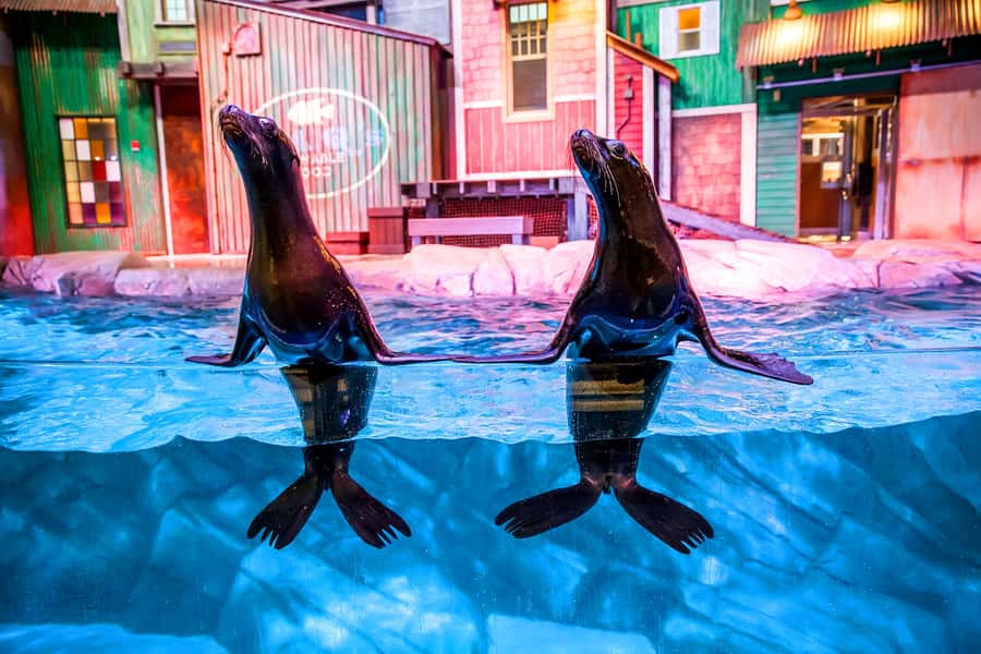 Atlanta: Georgia Aquarium Skip-the-Box-Office Entry Ticket - Key highlights I’d plan around