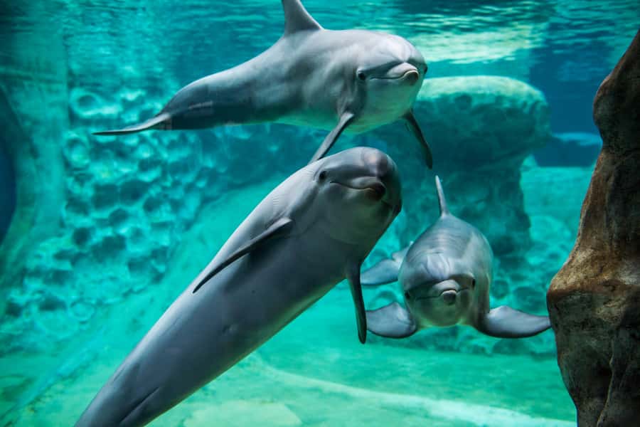 Atlanta: Georgia Aquarium Skip-the-Box-Office Entry Ticket - Crowds, parking, and timing: make the aquarium feel easy