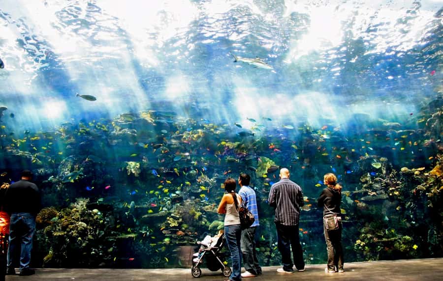 Atlanta: Georgia Aquarium Skip-the-Box-Office Entry Ticket - Skip-the-line at Georgia Aquarium: what “skip the box office” really buys you