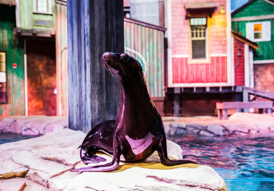 Atlanta: Georgia Aquarium Skip-the-Box-Office Entry Ticket - Dolphin presentation: how to reserve, and how to plan your timing